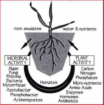 actively transport nutrients to the plant, Waternet.co.uk